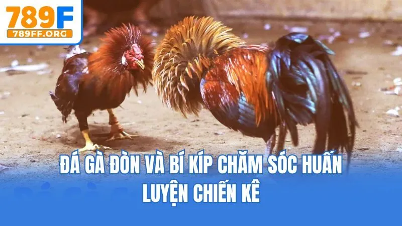 Đá gà đòn và bí kíp chăm sóc huấn luyện chiến kê